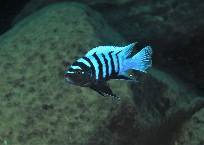 Cynotilapia sp. 'chinyankwazi' Chinyamwezi Island